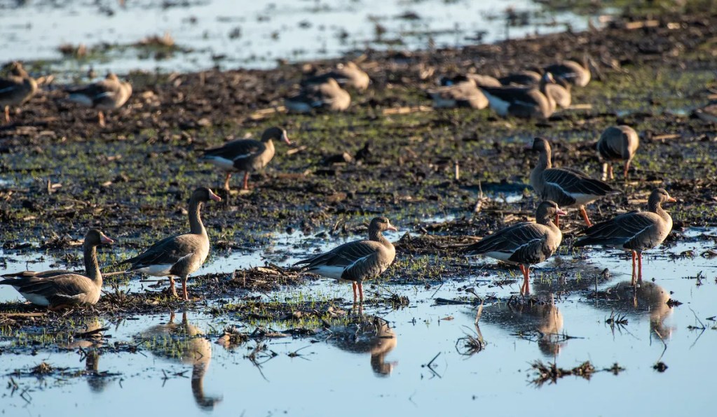Agricultores en EE.UU. inundan sus campos para salvar aves migratorias y revitalizar el suelo 2 agricultores - agricultores