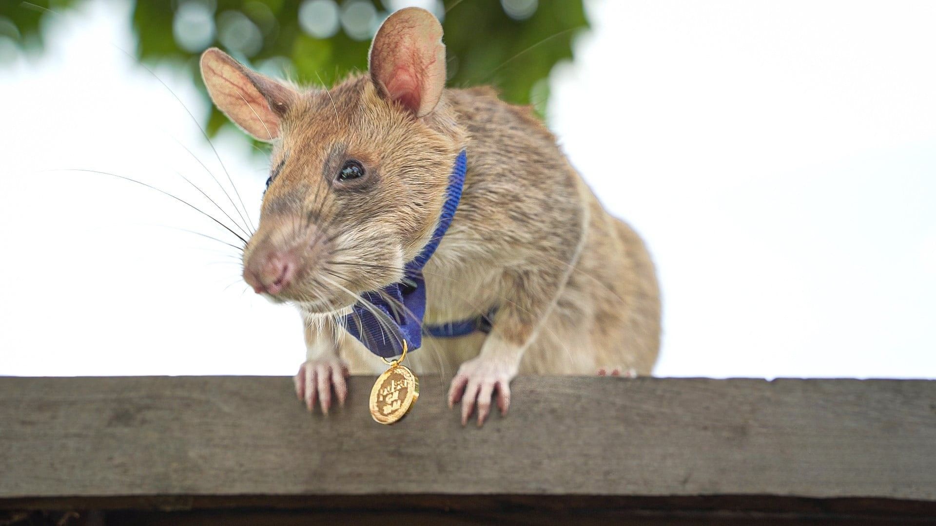 Una rata heroica: Magawa y su histórica labor detectando minas terrestres en Camboya