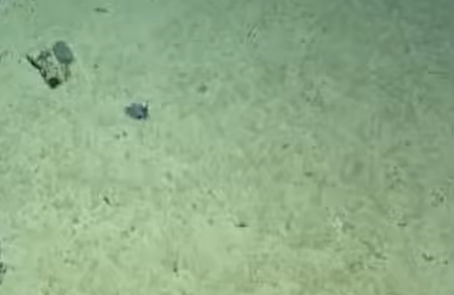 Descubren en Galápagos un diminuto pulpo azul del tamaño de una pelota de golf 1 pulpo - pulpo