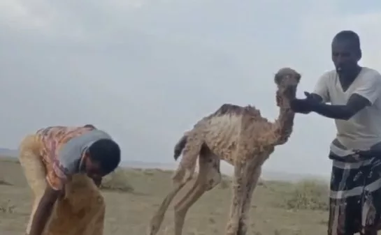 Ni los camellos resisten el calor extremo: el cambio climático amenaza a los "barcos del desierto" 1 camellos - camellos