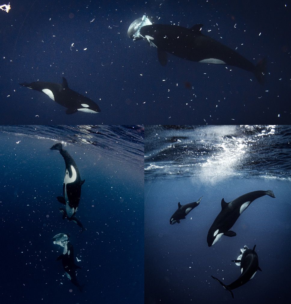 orcas - orcas