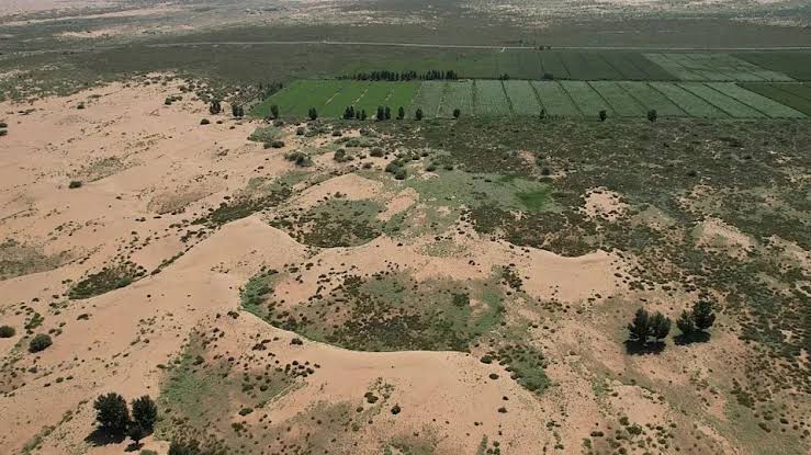 Los bosques plantados en China crecen hasta un 66% más rápido que los naturales, según un estudio 2 bosques - bosques