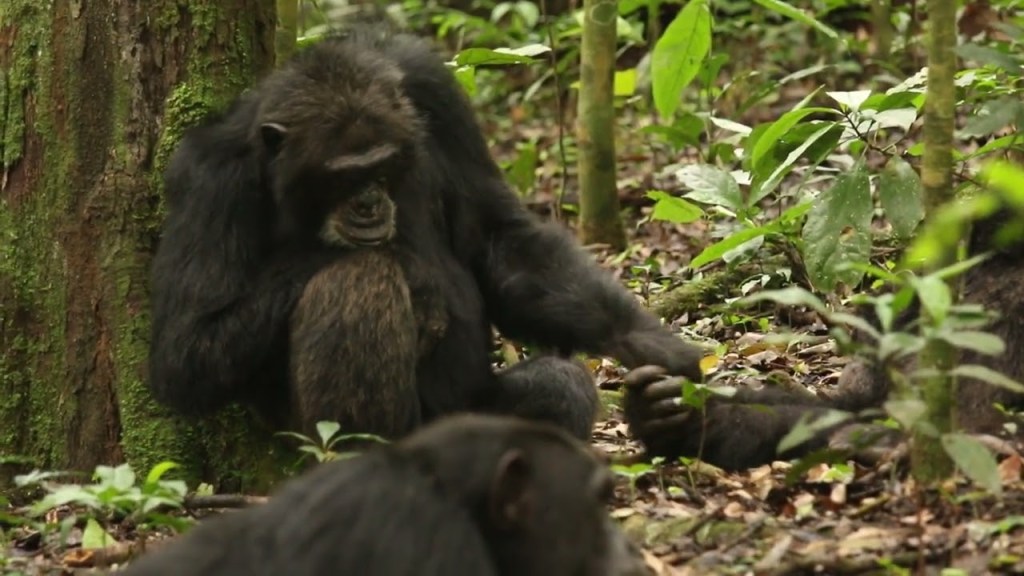 chimpances - chimpances