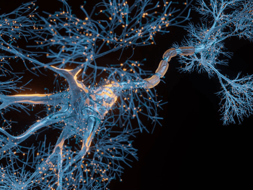 Células cerebrales humanas usadas para impulsar sistemas de IA 2 celulas - celulas
