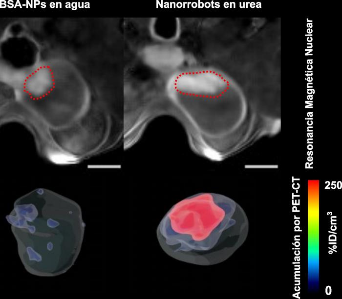 Nanorrobots impulsados por urea reducen un 90% el volumen de tumores de vejiga en ratones 2 nanorrobots - nanorrobots